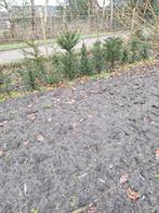 Taxus baccata, Ophalen of Verzenden, Taxus, Minder dan 100 cm