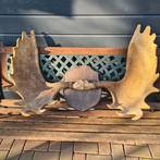 Eland gewei replica, Ophalen, Zo goed als nieuw, Hert, Gewei of Kop