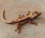 Wimpergekko baby, Hagedis, 0 tot 2 jaar