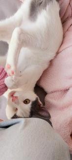 Heel vrolijk knuffelig meisje 6mnd gesterilis/chip/ingeent, Dieren en Toebehoren, Katten en Kittens | Overige Katten, Poes, Kortharig