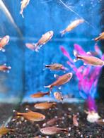 Koperzalm 2,00 pst desgewenst bezorgd aan huis, Dieren en Toebehoren, Vis, Zoetwatervis, Schoolvis