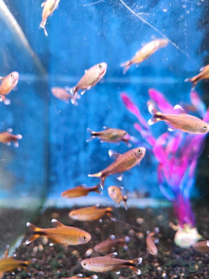 Koperzalm 2,00 pst desgewenst bezorgd aan huis, Dieren en Toebehoren, Vissen | Aquariumvissen, Zoetwatervis, Vis, Schoolvis