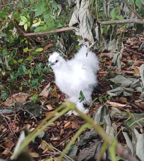 Wit zijdehoender kuiken (groot) - 11 weken, Dieren en Toebehoren, Pluimvee, Kip, Geslacht onbekend
