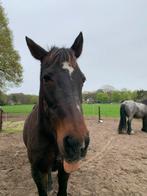 Verzorger gezocht Wageningen, Dieren en Toebehoren, Paarden en Pony's | Overige Paardenspullen, Ophalen