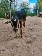 Dwerggeit lam cae en cl vrij, Dieren en Toebehoren, Schapen, Geiten en Varkens, Vrouwelijk, Geit, 0 tot 2 jaar