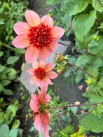 Dahlia 1 | 3 stuks, Tuin en Terras, Ophalen, Zomer, Overige soorten, Volle zon