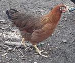 Legkippen kippen te koop, Dieren en Toebehoren, Pluimvee, Vrouwelijk, Kip