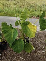 Colocasia jack giant, Overige soorten, Volle zon, Vaste plant, Ophalen of Verzenden