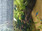 5 gezonde cilli rasbora's, Dieren en Toebehoren, Ophalen of Verzenden, Zo goed als nieuw, Overige typen