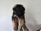 Duitse Herder Pups, Dieren en Toebehoren, Honden | Herdershonden en Veedrijvers, CDV (hondenziekte), 8 tot 15 weken, Meerdere