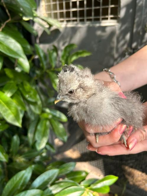 USA zijdehoen kuikens, Dieren en Toebehoren, Pluimvee, Kip, Geslacht onbekend