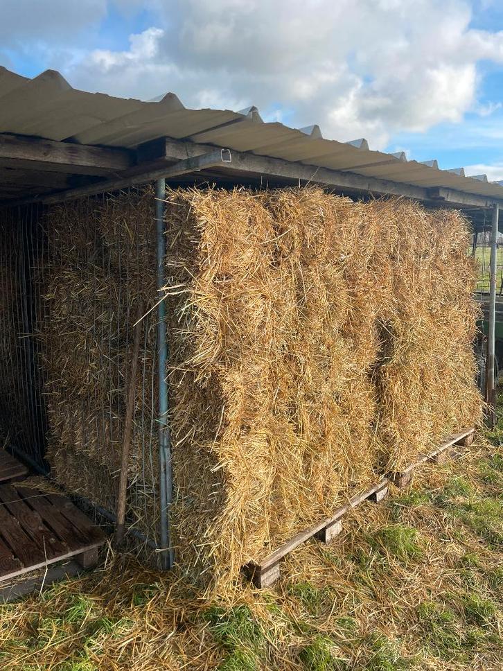 Stro strobalen stro 2025 mooi stro stro pakken stro, Dieren en Toebehoren, Dierenvoeding, Vee, Ophalen of Verzenden