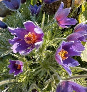 Zaden Wildemanskruid paars - Pulsatilla vulgaris beschikbaar voor biedingen