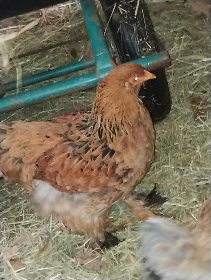 Brahma groot, Dieren en Toebehoren, Pluimvee, Kip, Vrouwelijk