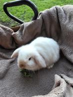 Mini lob konijnen, Dieren en Toebehoren, Mannelijk, Klein, 0 tot 2 jaar