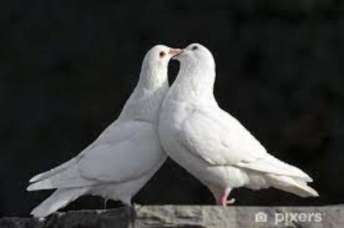 Witte Postduiven., Dieren en Toebehoren, Vogels | Duiven, Postduif, Meerdere dieren