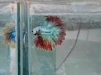 Betta splendens super delta kempvis man, Vis, Zoetwatervis