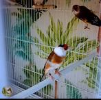 te koop parva putter Manen van 2025, Dieren en Toebehoren