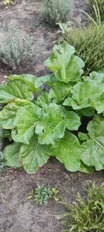 Rabarberplant, Ophalen, Zomer, Volle zon