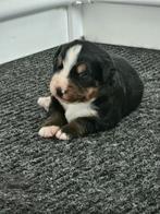 Berner sennen pups met stamboom, Dieren en Toebehoren, Meerdere, Meerdere dieren, Nederland, Particulier