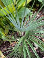 Trachycarpus princeps x nanus, Ophalen of Verzenden, Lente, Minder dan 100 cm, Palmboom