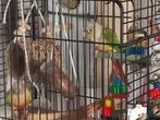 Pyrrhura Molinae  volbloed pineapple, Dieren en Toebehoren, Meerdere dieren, Parkiet, Geringd