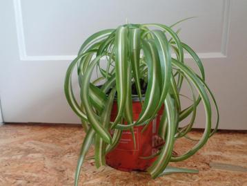 Graslelie KRULGRASLELIE Chlorophytum comosum BONNIE zonder b beschikbaar voor biedingen