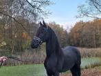Drachtige Friese merrie, Merrie, Recreatiepaard