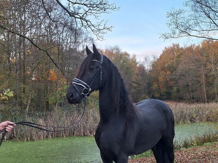 Drachtige Friese merrie, Dieren en Toebehoren, Paarden, Merrie, Recreatiepaard