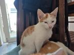Nog 2 lieve kittens van 13 weken beschikbaar.