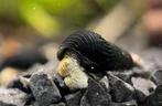 Tylomelania sp. Mini Yellow | Aquarium slak - slakken, Zoetwatervis, Slak of Weekdier