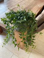 Grote hangplant ( groene hedera) in leuke antraciet pot, Ophalen, Overige soorten, Halfschaduw, In pot