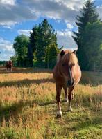Verzorg pony aangeboden, Dieren en Toebehoren, Paarden en Pony's | Verzorgingsproducten, Ophalen of Verzenden