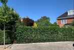 Hedera kant en klaar Haag - Hedera rek - Groen Scherm - haag, Ophalen of Verzenden, Overige soorten, 100 tot 250 cm