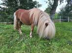 Prachtige correct gebouwde vos Shetland hengst uit 1e premie, Dieren en Toebehoren, Gechipt, A pony (tot 1.17m), 11 jaar of ouder