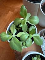 Bryophyllum laetivirens - Levendbarende Vetplant, Ophalen, Vetplant, Halfschaduw, In pot