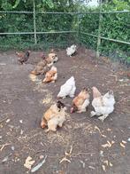 11 brahma groot hennen te koop!, Dieren en Toebehoren, Pluimvee, Vrouwelijk, Kip