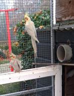 Parkieten, Dieren en Toebehoren, Meerdere dieren, Parkiet