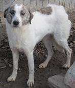 Wervelwind Tabhita ter adoptie!, Particulier, Rabiës (hondsdolheid), Buitenland, Teef