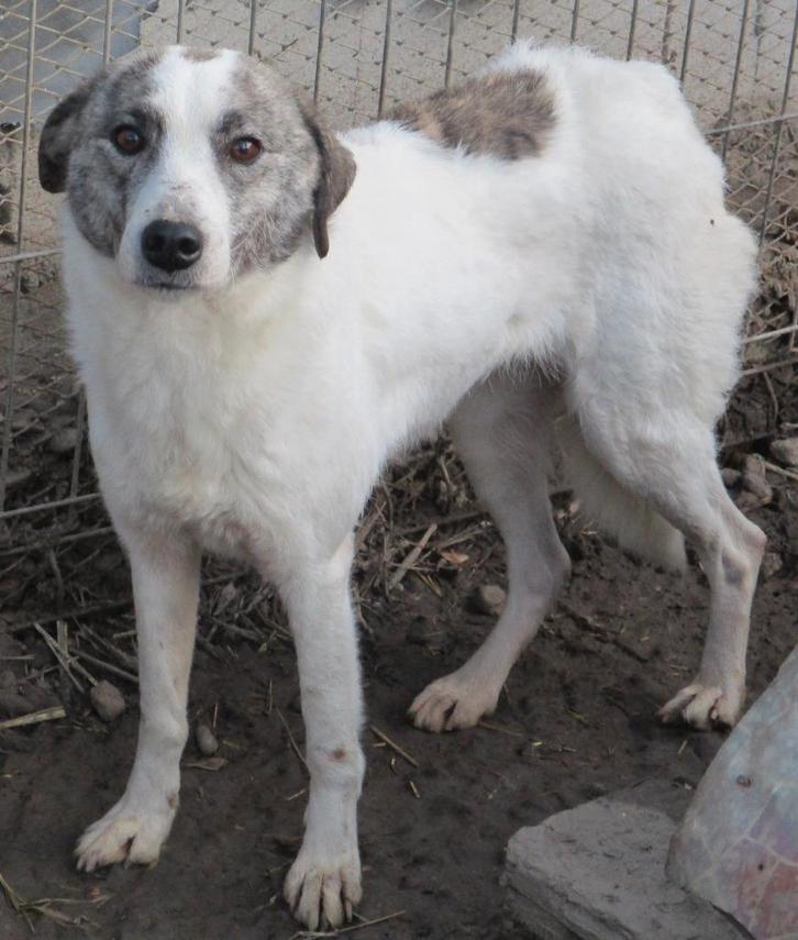 Wervelwind Tabhita ter adoptie!, Dieren en Toebehoren, Honden | Niet-rashonden, Groot, Teef, Particulier, Eén hond, Buitenland
