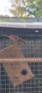 Huismussen  bruin mutatie, Dieren en Toebehoren, Vogels | Kanaries, Meerdere dieren