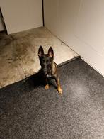 Te koop Mechelse herder teefje, Dieren en Toebehoren, 15 weken tot 1 jaar, Teef, Eén hond, Herder