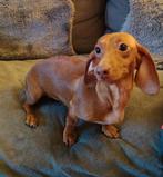 Red korthaar Kaninchen teckel teefje ( 4.4 kg ), Dieren en Toebehoren, Honden | Teckels en Dashonden, 1 tot 2 jaar, Korthaar, Teef