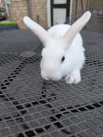 Lief mannetjes konijn 10 weken oud, Dieren en Toebehoren, Mannelijk