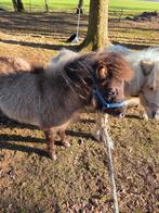 Shetland jaarling hengstjes, Hengst