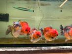 Yuan boa oranda traditioneel, Dieren en Toebehoren, Vis