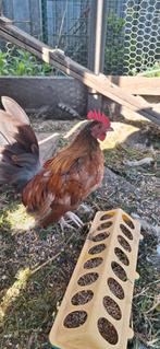 Serama haantje, Dieren en Toebehoren, Pluimvee, Mannelijk, Kip