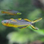 Hobbyaquarium  Pseudomugil Furcatus / Vorkstaartje, Dieren en Toebehoren, Vis, Zoetwatervis, Schoolvis