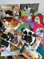 Ongeveer 100 vintage poes / honden kaarten 1 koop, Ophalen of Verzenden, Hond of Kat