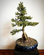 Grote bonsai in antieke Chinese bonsai pot, Tuin en Terras, Planten | Bomen, Minder dan 100 cm, Overige soorten, Ophalen of Verzenden